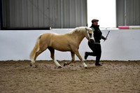 NECWPCA-SUMMER-WELSH-SILVER-MEDAL-SHOW (18 of 412)