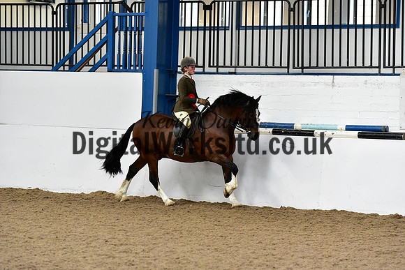 NECWPCA-SUMMER-WELSH-SILVER-MEDAL-SHOW (71 of 92)