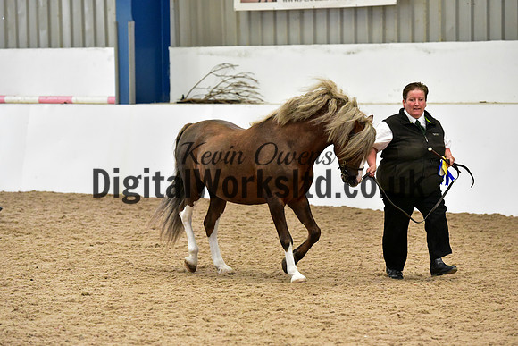 NECWPCA-SUMMER-WELSH-SILVER-MEDAL-SHOW (42 of 61)