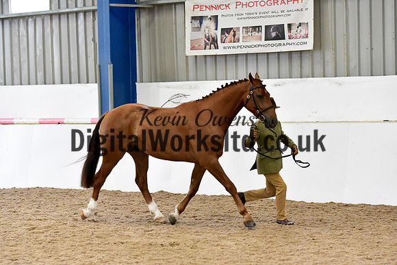 NECWPCA-SUMMER-WELSH-SILVER-MEDAL-SHOW (5 of 61)