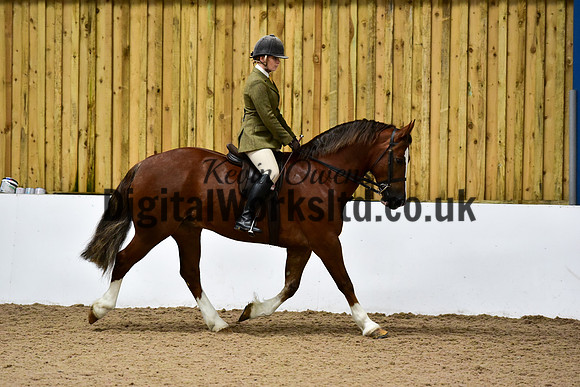 NECWPCA-SUMMER-WELSH-SILVER-MEDAL-SHOW (210 of 325)
