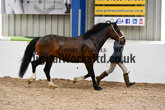 NECWPCA-SUMMER-WELSH-SILVER-MEDAL-SHOW (1 of 61)