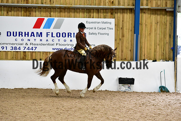 NECWPCA-SUMMER-WELSH-SILVER-MEDAL-SHOW (216 of 325)