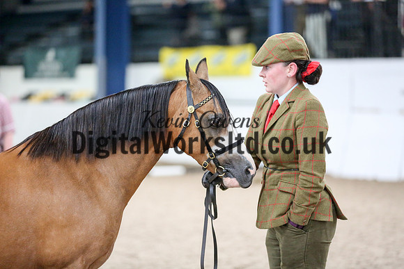 NECWPCA-SUMMER-WELSH-SILVER-MEDAL-SHOW (60 of 427)