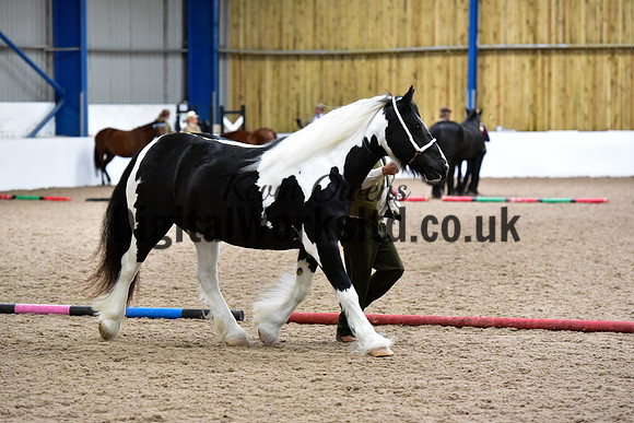 NECWPCA-SUMMER-WELSH-SILVER-MEDAL-SHOW (28 of 150)