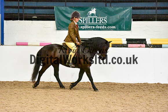 NECWPCA-SUMMER-WELSH-SILVER-MEDAL-SHOW (281 of 315)