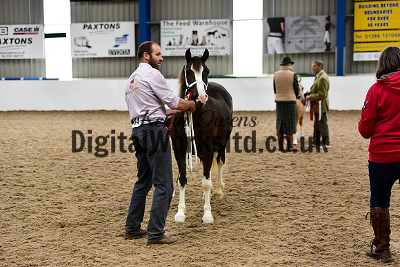 NECWPCA-SUMMER-WELSH-SILVER-MEDAL-SHOW (1 of 171)