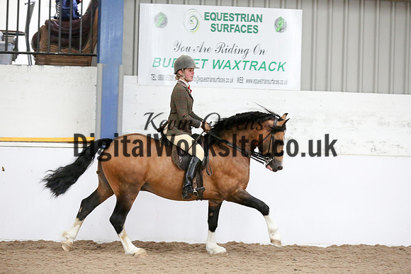 NECWPCA-SUMMER-WELSH-SILVER-MEDAL-SHOW (277 of 315)