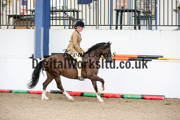 NECWPCA-SUMMER-WELSH-SILVER-MEDAL-SHOW (257 of 315)