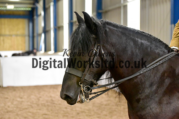 NECWPCA-SUMMER-WELSH-SILVER-MEDAL-SHOW (155 of 325)