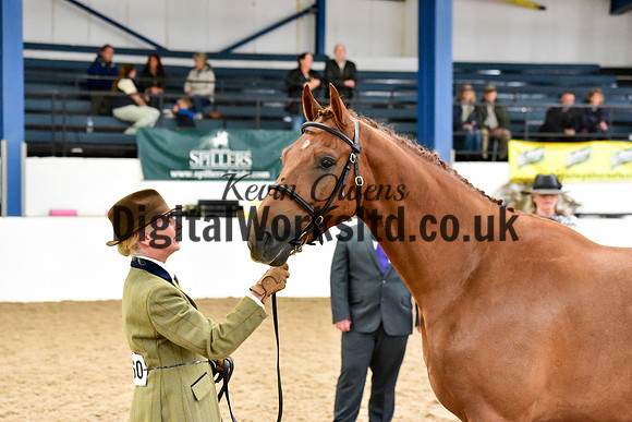 NECWPCA-SUMMER-WELSH-SILVER-MEDAL-SHOW (6 of 61)