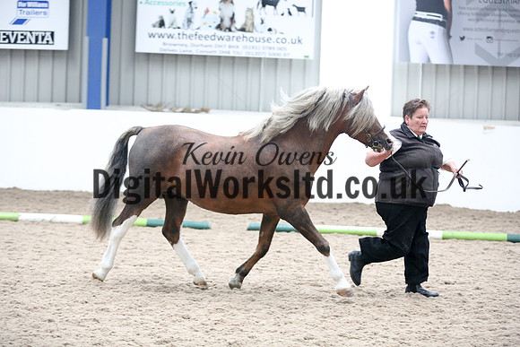 NECWPCA-SUMMER-WELSH-SILVER-MEDAL-SHOW (12 of 305)