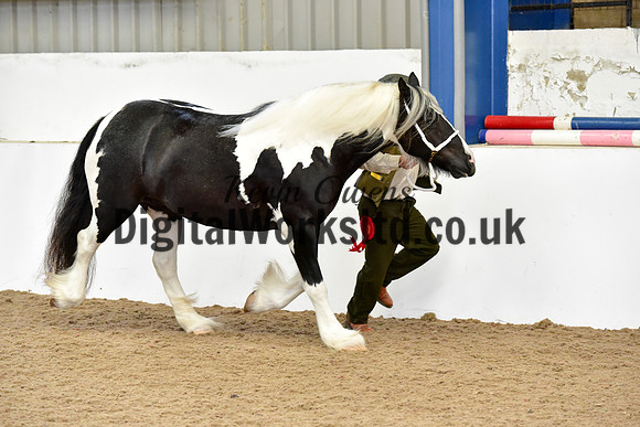 NECWPCA-SUMMER-WELSH-SILVER-MEDAL-SHOW (3 of 91)