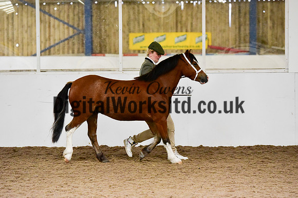 NECWPCA-SUMMER-WELSH-SILVER-MEDAL-SHOW (3 of 46)