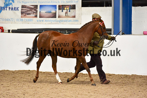 NECWPCA-SUMMER-WELSH-SILVER-MEDAL-SHOW (42 of 150)