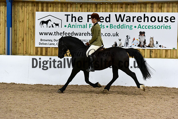 NECWPCA-SUMMER-WELSH-SILVER-MEDAL-SHOW (35 of 92)