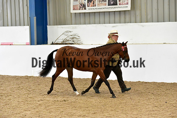 NECWPCA-SUMMER-WELSH-SILVER-MEDAL-SHOW (47 of 61)