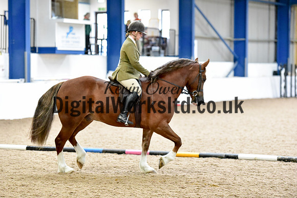 NECWPCA-SUMMER-WELSH-SILVER-MEDAL-SHOW (162 of 315)