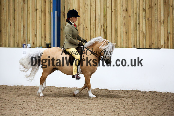 NECWPCA-SUMMER-WELSH-SILVER-MEDAL-SHOW (186 of 315)
