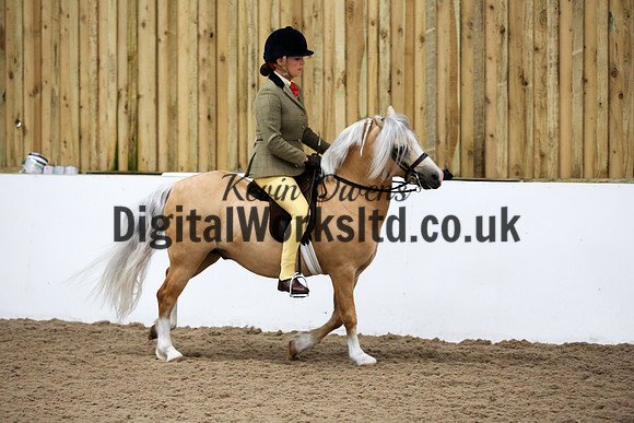NECWPCA-SUMMER-WELSH-SILVER-MEDAL-SHOW (188 of 315)