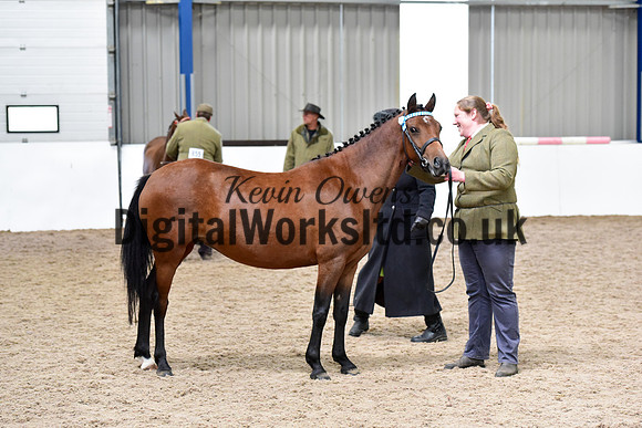NECWPCA-SUMMER-WELSH-SILVER-MEDAL-SHOW (46 of 150)