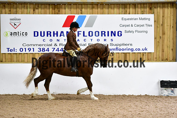NECWPCA-SUMMER-WELSH-SILVER-MEDAL-SHOW (209 of 325)
