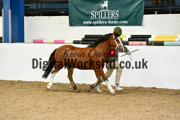 NECWPCA-SUMMER-WELSH-SILVER-MEDAL-SHOW (1 of 46)