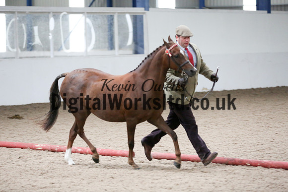 NECWPCA-SUMMER-WELSH-SILVER-MEDAL-SHOW (34 of 412)