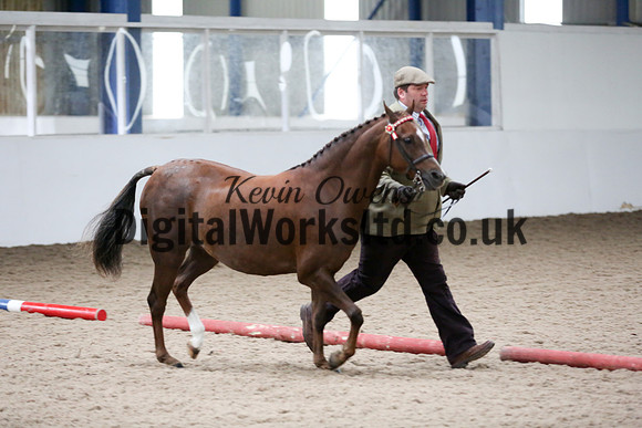 NECWPCA-SUMMER-WELSH-SILVER-MEDAL-SHOW (33 of 412)