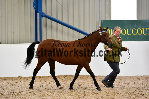 NECWPCA-SUMMER-WELSH-SILVER-MEDAL-SHOW (44 of 150)