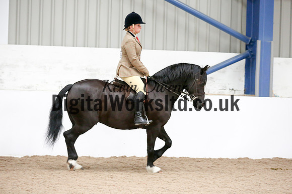 NECWPCA-SUMMER-WELSH-SILVER-MEDAL-SHOW (249 of 315)