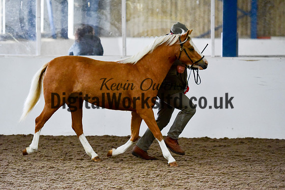 NECWPCA-SUMMER-WELSH-SILVER-MEDAL-SHOW (9 of 13)