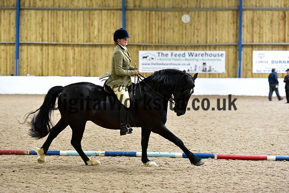 NECWPCA-SUMMER-WELSH-SILVER-MEDAL-SHOW (176 of 315)