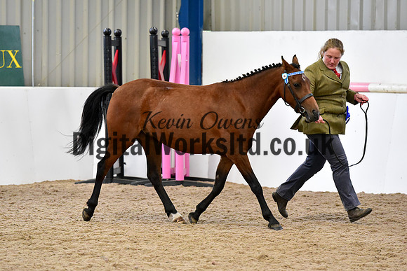 NECWPCA-SUMMER-WELSH-SILVER-MEDAL-SHOW (10 of 104)