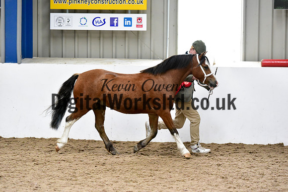 NECWPCA-SUMMER-WELSH-SILVER-MEDAL-SHOW (6 of 54)