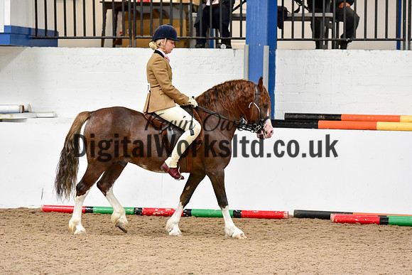 NECWPCA-SUMMER-WELSH-SILVER-MEDAL-SHOW (28 of 92)
