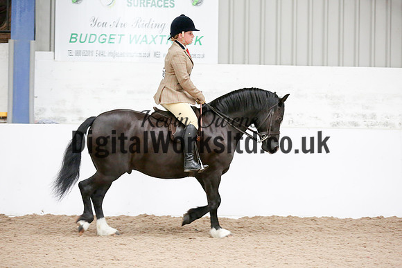 NECWPCA-SUMMER-WELSH-SILVER-MEDAL-SHOW (247 of 315)