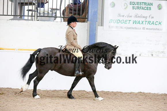 NECWPCA-SUMMER-WELSH-SILVER-MEDAL-SHOW (268 of 315)