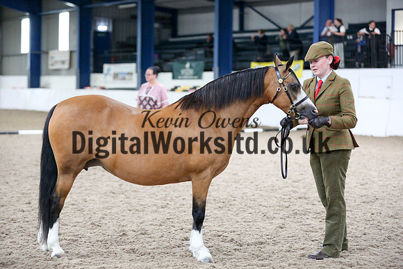 NECWPCA-SUMMER-WELSH-SILVER-MEDAL-SHOW (59 of 427)