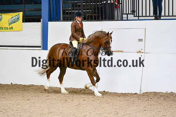 NECWPCA-SUMMER-WELSH-SILVER-MEDAL-SHOW (205 of 325)